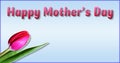 Greeting card happy mother`s day tulip. An undisclosed beautiful tulip is located in the lower left corner.