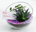 Greeting card in florarium, Happy Valentine`s day