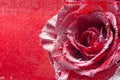 Greeting card for Happy Valentine`s Day, wedding or happy birthday. Rose under water, red background Royalty Free Stock Photo