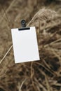 Greeting card, invitation mockup cliped on dry reed stem. Brown dry ears of grass. Moody autumn, winter outdoor concept