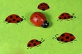 Greeting card with ladybirds Royalty Free Stock Photo