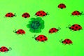 Greeting card with ladybirds and cloverleaf Royalty Free Stock Photo
