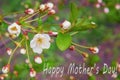 MotherÃ¢â¬â¢s day greeting card with cherry in bloom Royalty Free Stock Photo