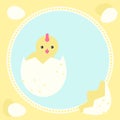 Greeting card with new born chicken Royalty Free Stock Photo