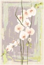 Greeting card with orchid. Illustration orhid. Royalty Free Stock Photo