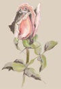 Greeting card with rose. Illustration roses. Beautiful decorati Royalty Free Stock Photo