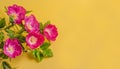 Greeting card for spring holidays, flowers of wild rose on a yellow background with copy space Royalty Free Stock Photo