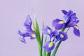 Greeting card with spring iris flowers. Royalty Free Stock Photo