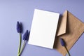 Greeting card stationary mockup with envelope and spring blue muscari flowers Royalty Free Stock Photo