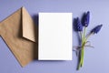 Greeting card stationary mockup with envelope and spring blue muscari flowers Royalty Free Stock Photo