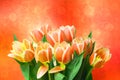 Greeting card template. Closeup of a fresh beautiful red yellow tulips bouquet over abstract blurred pastel background. Space. Royalty Free Stock Photo