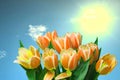Greeting card template. Closeup of a fresh beautiful yellow tulips bouquet over abstract blurred blue sky background. Space for Royalty Free Stock Photo