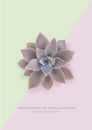 Greeting card template with flower Graptopetalum paraguayense Ghost Plant. Realistic Vector Illustration.