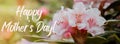 Greeting card text HAPPY MOTHERS DAY saying Blooming sakura flowers natural background with copy space. Delicate pink Royalty Free Stock Photo