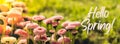 Greeting card text HELLO SPRING saying Flowerbed of beautiful red white flowers on green lawn background. Group of Royalty Free Stock Photo