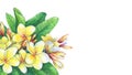 Greeting card of tropical resort flowers frangipani plumeria. Royalty Free Stock Photo