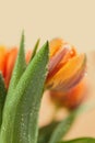 Greeting card or web design with tulip flowers with macro detail. Royalty Free Stock Photo