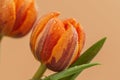 Greeting card or web design with tulip flowers with macro detail. Royalty Free Stock Photo
