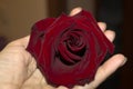 Greeting card for woman, Burgundy rose flower in hand