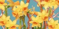 Greeting card with Yellow daffodils. spring flowers Royalty Free Stock Photo