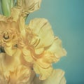 Greeting card with yellow gladiolus on a green background