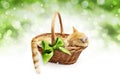 greeting or gift card, ginger cat inside wicker basket with green ribbon bow, isolated on Christmas bright lights background Royalty Free Stock Photo