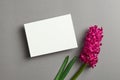Greeting or invitation card stationary mockup with fresh hyacinth flowers on grey paper background Royalty Free Stock Photo