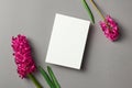 Greeting or invitation card stationary mockup with fresh hyacinth flowers on grey paper background Royalty Free Stock Photo