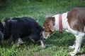 Dog Greets Dog Royalty Free Stock Photo