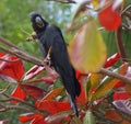 Black Cockatoo