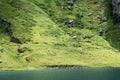 Gregge di Pecore in Transumanza in montagna sulle Rive di un Lago