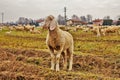 gregge in vallata, pecore e capre vengono spostati da una zona all& x27;altra tramite terreni scolti.