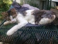 Gremlin the cat that thinks she is a dog cooling off in the Mississippi heat in the water hose Royalty Free Stock Photo