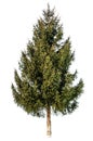 Gren fir tree isolated
