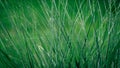 Gren Grass