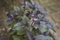 Gren and purple leaves of Ocimum basilicum purpurascens Royalty Free Stock Photo