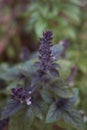 Gren and purple leaves of Ocimum basilicum purpurascens Royalty Free Stock Photo