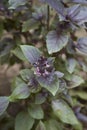 Gren and purple leaves of Ocimum basilicum purpurascens Royalty Free Stock Photo