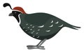 Gren quail, illustration, vector