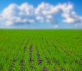 gren rural field onder blue cloudy sky