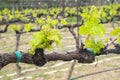 Grenache Grape Vines in a Vineyard Royalty Free Stock Photo