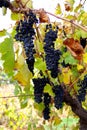 Grenache Grapes, McLaren Vale Royalty Free Stock Photo