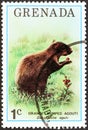 GRENADA - CIRCA 1976: A stamp printed in Grenada from the `Flora and Fauna` issue shows an Orange rumped agouti, circa 1976.