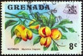 GRENADA - CIRCA 1974: A stamp printed in Grenada shows a nutmeg branch Myristica fragrans, circa 1974.