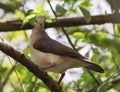 Grenada Dove, Leptotila wellsi