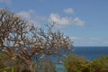 Grenada landscape caribbean Green Island Jungle nature