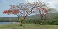 Grenadian Independence Day Tree