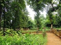 The grenery scene of Old Trees along with grownup trees in a deep forest