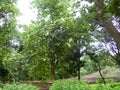 The grenery scene of Old Trees along with grownup trees in a deep forest