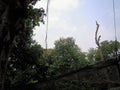 The grenery scene of Old Trees along with grownup trees in a deep forest